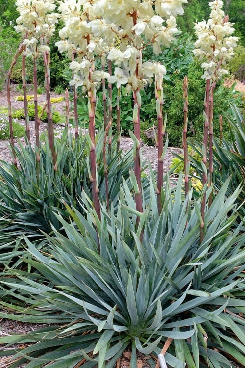 Silver Anniversary Yucca - 1 Gallon Pot 3 Silver Anniversary Yucca - 1 Gallon Pot