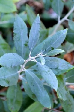 Woodlanders Blue Dusty Zenobia (Honeycup) - 1 Gallon Pot -Plant Outlet Store zenobia woodlanders blue 21