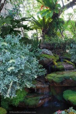 Woodlanders Blue Dusty Zenobia (Honeycup) - 3 Gallon Pot -Plant Outlet Store zenobia woodlanders blue 25 1