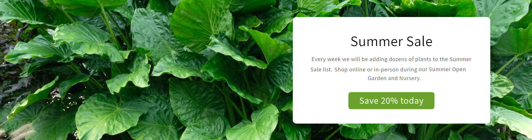 Plant Outlet Store -Plant Outlet Store FGHGJ